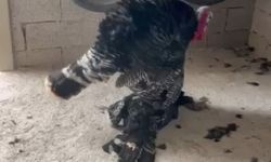 Gaziantep’te görenleri duygulandıran anlar! Erkek hindi vefat eden eşini bırakmadı