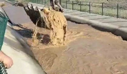 Operatörden alkışlanacak hareket: Su kanalına düşen boğayı kepçeyle boğulmaktan kurtardı