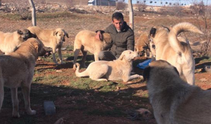 ÖZEL HABER: “Gaziantep’te Sokak Hayvanları Konusunda Kurumların Daha Duyarlı Olması Gerekiyor”