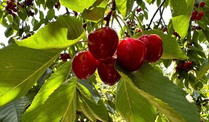 Üreticiler ile tüccarlar fiyatta anlaşamazsa kiraz dalında kalacak