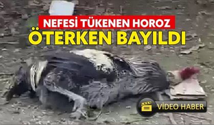 VİDEO HABER - Nefesi tükenen horoz öterken bayıldı
