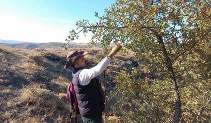 Şifa deposu alıç meyvesine rağbet arttı