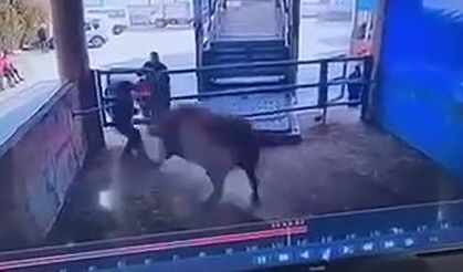 Boğanın korkunç intikamı! Mezbahada boğanın saldırdığı adam hayatını kaybetti, o anlar kamerada