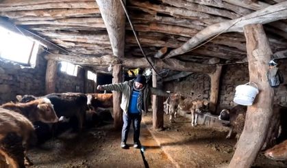 ‘Dilber’ şarkısı ile ineklerin süt verimini artırdı