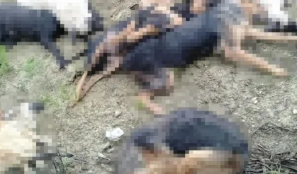 Bitlis Valiliğinden 150 köpeğin zehirlenerek öldürüldüğüne yönelik açıklama