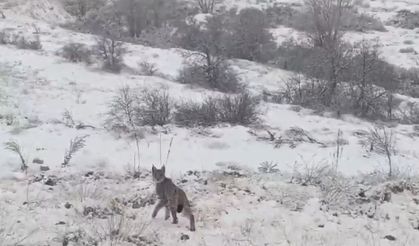Kırmızı listedeki vaşak Erzincan’da görüntülendi