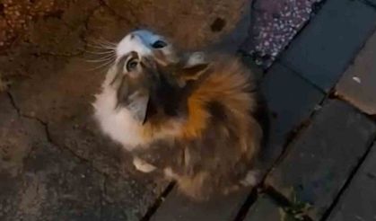 Anne kedinin getirdiği yavruya, itfaiyecinin hayat kurtarma mücadelesi kamerada