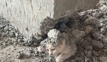 Şanlıurfa’da akıl almaz olay; Yavru kedinin üzerine beton döktüler