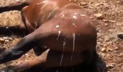 Vahşet! Batman’da 5 yaban atının silahla öldürüldüğü iddiası