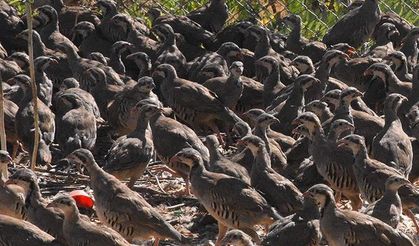 Kenenin baş düşmanı! Yüzlercesi doğaya bırakıldı