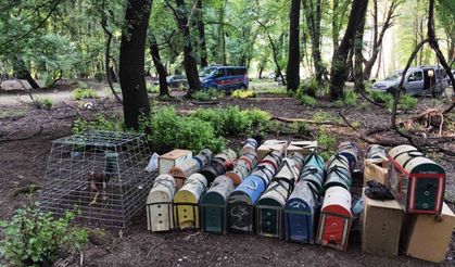 Hayvanları koruma derneği başkanı horoz dövüştürürken yakalandı