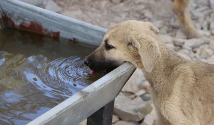 Kilis'te sahipsiz köpekler için özel yaşam alanı kuruldu
