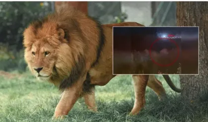 Aslanın saldırısına uğrayan çiftçi o anları anlattı: "Biraz güçlü olmasaydım, şu anda bende belki de yoktum"