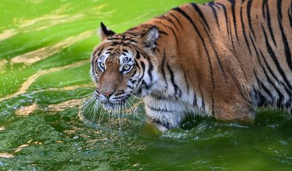 Gaziantep'te yırtıcılara "Uluslararası Kaplan Günü"ne özel buzlu kokteyl