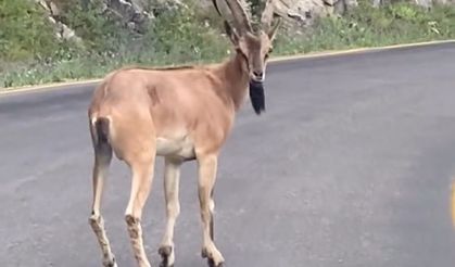 Giresun’da yaban keçisi görüntülendi