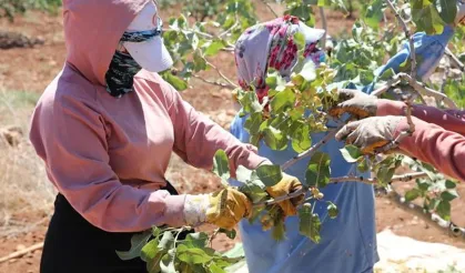 Boz Antep fıstığında fiyatlar üreticisinin yüzünü güldürüyor