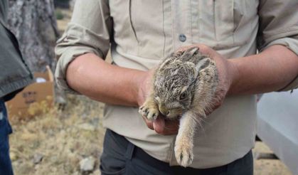Baygın halde bulunan yaban tavşanı su içtikten sonra doğaya kaçtı