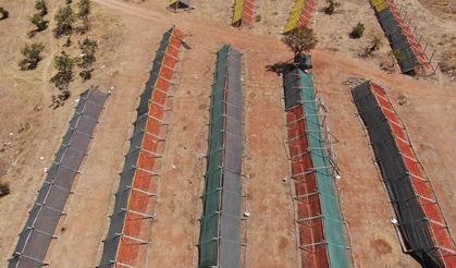 Gastronomi kentinde güneşe bırakılan kurutmalıklar eşsiz görüntüler oluşturuyor