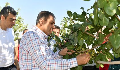 Şanlıurfa Valisi Şıldak, Antep fıstığı hasadına katıldı