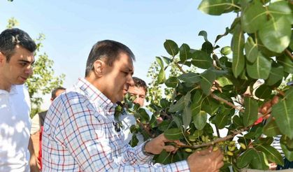 Şanlıurfa’da boz fıstık hasadı başladı
