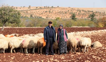 Gaziantep'te yaşlı çift, belediyeden aldığı destekle besici oldu