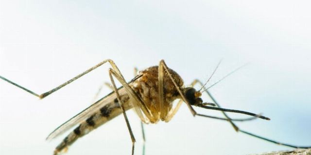 Dikkat! Aedes sivrisinekleri Türkiye’de!