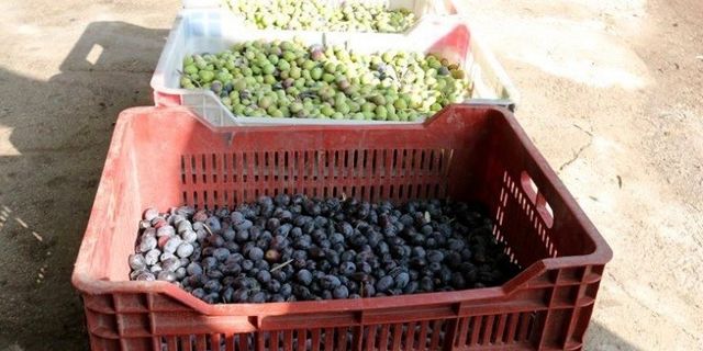 Nizip'te 600 çiftçiye zeytin kasası