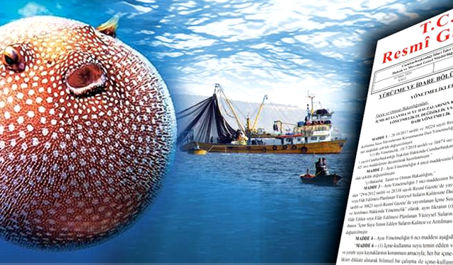 Balon balığı tanesi 25 lira : Avlanma teşviği Resmi Gazetede yayınlandı