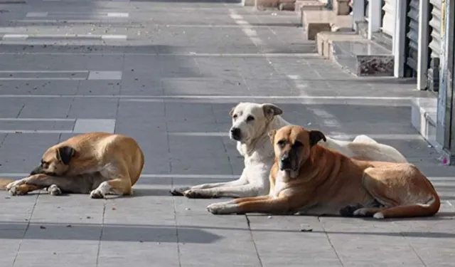 Hayvanları Koruma Kanunda değişiklik yapılmasına dair kanun Resmi Gazete’de