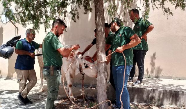 Gaziantep'te kaçan 12 kurbanlık yakalanarak sahiplerine teslim edildi