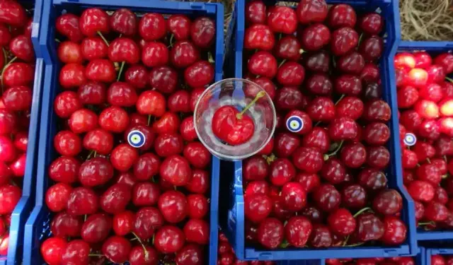 Meşhur Lapseki kirazı çay bardağına sığmıyor