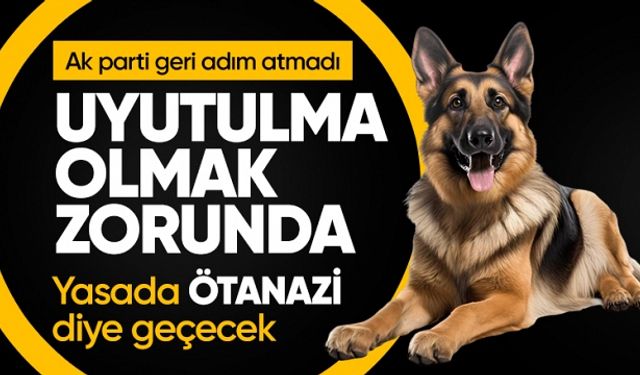 Başıboş köpekler uyutulacak mı? AK Parti Grup Başkanvekili Abdullah Güler’den açıklama