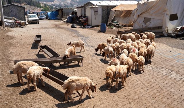 Depremde koyunları telef olan kadın besici, destekle yeniden sürü sahibi oldu
