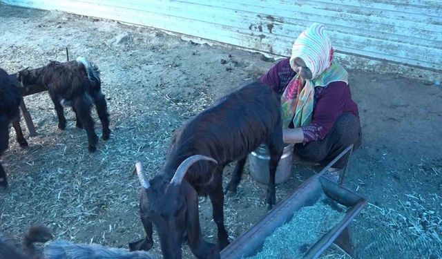 Gaziantepli Depremzede kadın besici, devlet desteğiyle besiciliğe devam ediyor