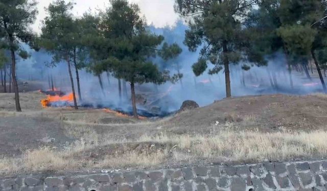 Gaziantep’te korkutan orman yangını