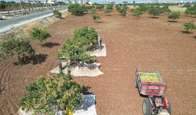 Kilis’te fiyatı altın ile yarışan boz fıstığın hasadı başladı