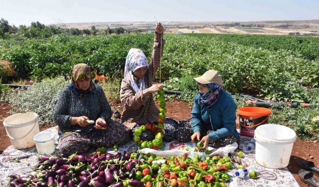 Patlıcan ve biberler kadınların elinde Gaziantep’in tescilli lezzeti ’kurutmalık’ oluyor