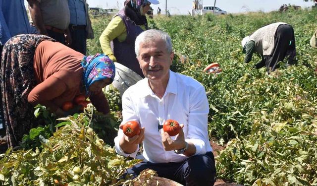 Tahmazoğlu çiftçilerle tarlada domates, topladı