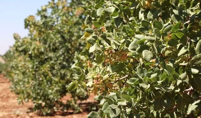 Gaziantep’te yeni sezonun ilk fıstık hırsızları suçüstü yakalandı!