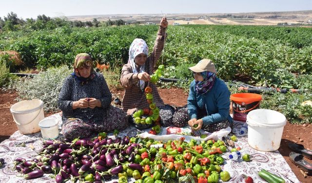 Gaziantep'te belediyenin dağıttığı fideler kurutmalık oldu