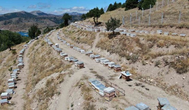 Binbir zahmetle üretiliyor, 100 gramı 2 bin 500 liradan alıcı buluyor