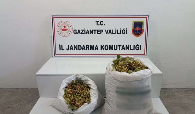 Gaziantep’te 515 kilo Antep fıstığı çalan şüpheliler yakalandı