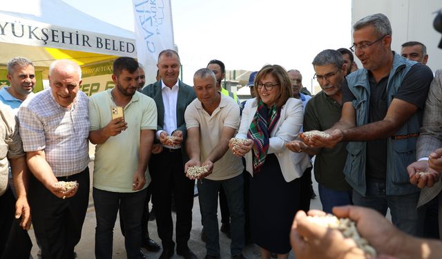 Gaziantep Büyükşehir boz kavlak fıstığın alımına başladı