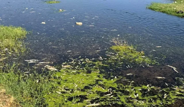 Gaziantep'te Karasu Deresi'nde balık ölümlerine neden olan işletmeye para cezası