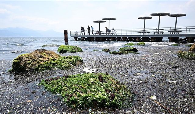 İzmir Körfezi'ndeki kirlilik en çok dip balıklarını öldürüyor