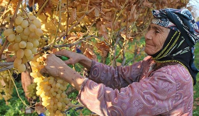 Gaziantep'te "davullu zurnalı" üzüm hasadı