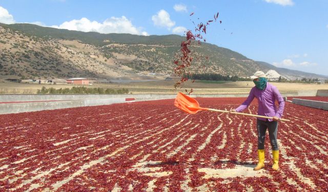 Gaziantep'in İslahiye ilçesinde pul biber üretimi istihdama da katkı sağlıyor