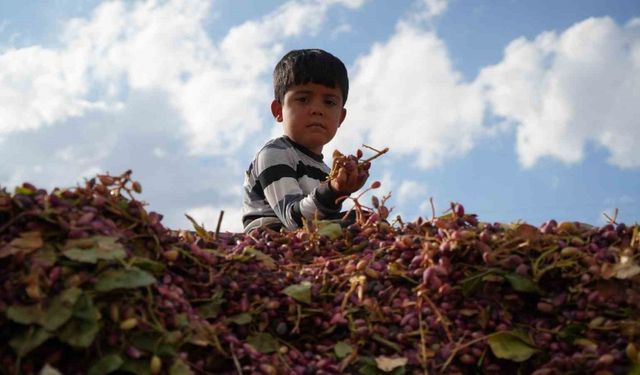 Gazianteplilerin “Yeşil altını” güneşte kurutuluyor