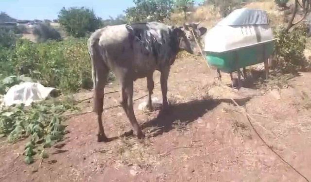 Gaziantep’te kuyuya düşen inek kurtarıldı