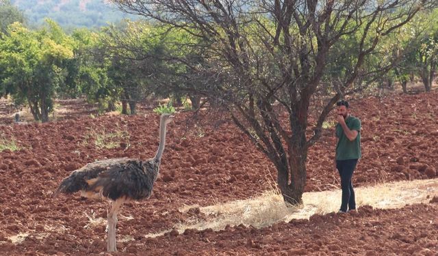 Kaçak Devekuşu Bulundu! Suriye'den sınırı geçen deve kuşu Türkiye'de yakalandı